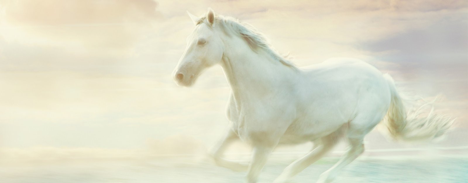 White Horse, Equine Empowerment