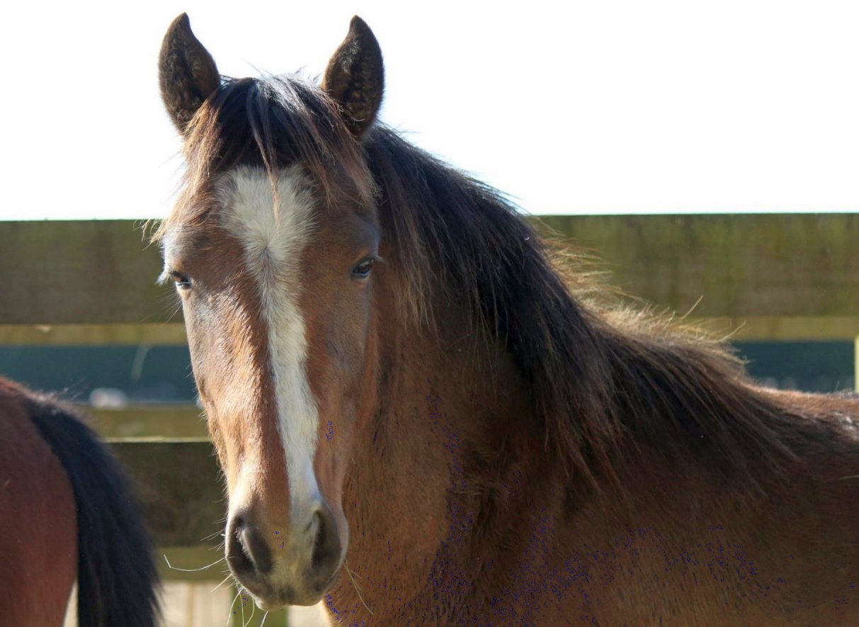 Elaine of Corbenic (aka Lenka) was mustered in from the Kaimanawa Ranges on the 25th April 2021 to join the Equine Empowerment family group