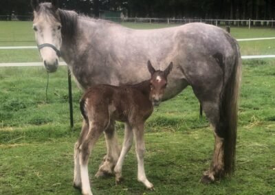 Then – during the early hours of 1 October 2019, little Morgaine Le Fay was born. The afternoon before I had been laying on the ground at Guin’s feet as she was snoozing in the sun preparing herself for the imminent birth of her foal.